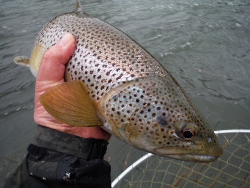 Lower Wye trout